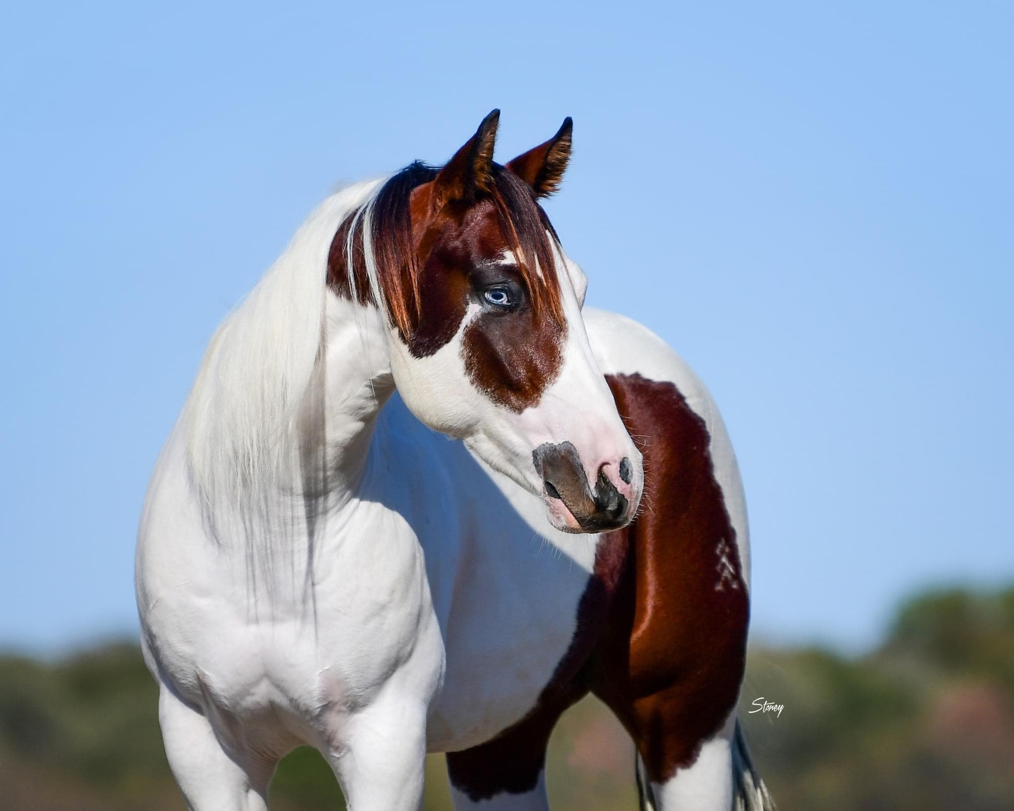 Beautiful paint horse with striking blue eyes
